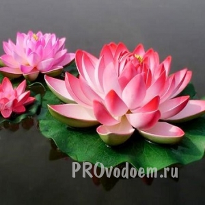    M.Lotus Pink