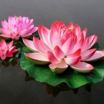 Искусственные растения Лотос M.Lotus Pink